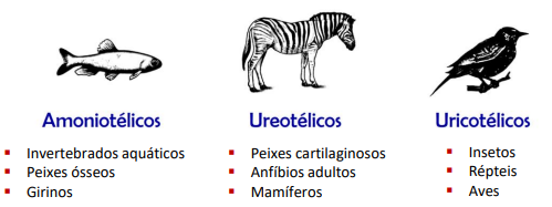 Tipos de excretas nitrogenadas