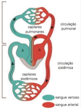 Circulação nos anfíbios