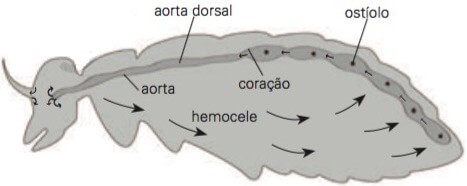 Circulação nos artrópodes.