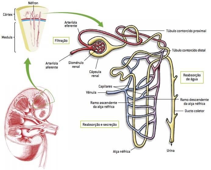 Etapas de formação da urina.