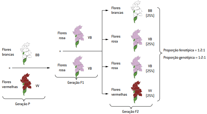 Representação esquemática das proporções genotípicas e fenotípicas da cor das pétalas da flor maravilha.