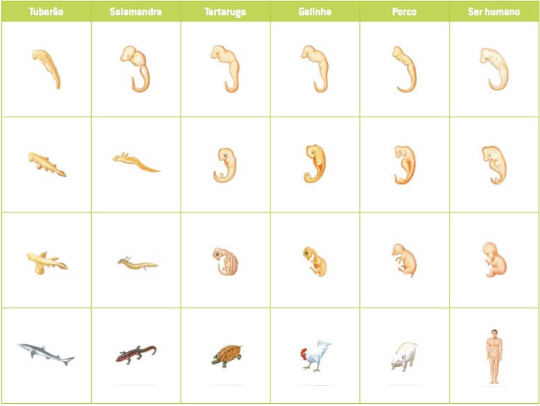 Embriologia comparada.
