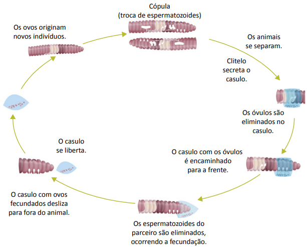Fases de reprodução das minhocas.