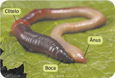 Partes de uma minhoca