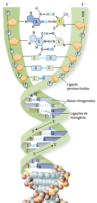 Estrutura da molécula de DNA.