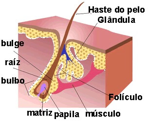 Estrutura do pelo