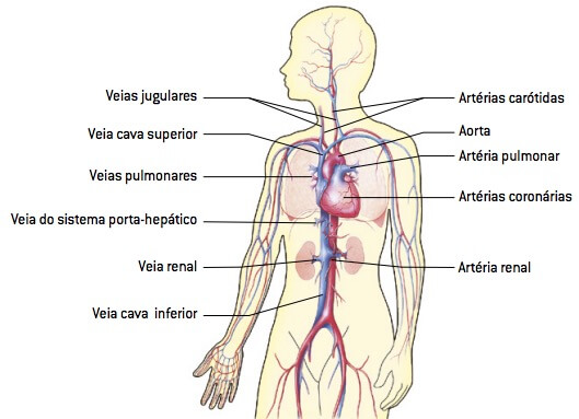 Sistema circulatório humano