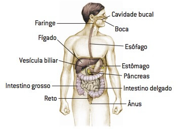 Sistema digestório.