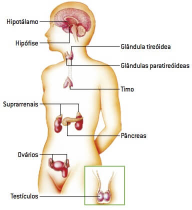 Sistema endócrino