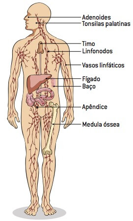 Sistema linfático.