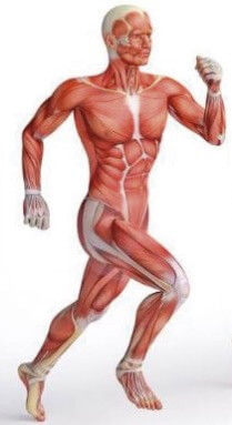 Sistema muscular.