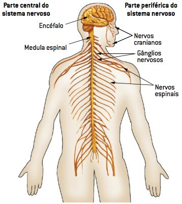 Sistema nervoso