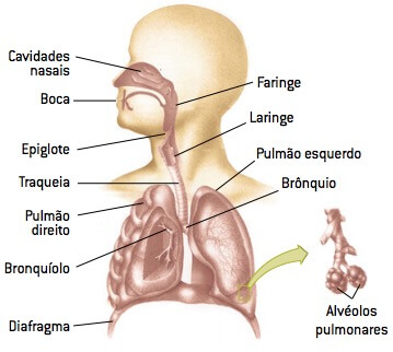 Sistema respiratório.