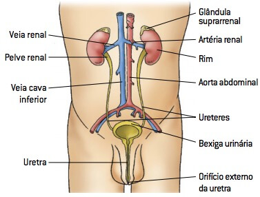 Sistema urinário.