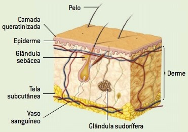 Sistema tegumentar