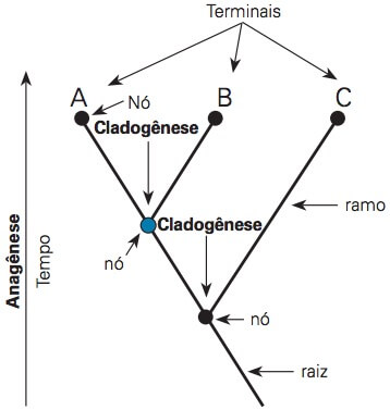 Interpretando um cladograma