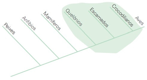 Cladograma de um grupo para­filético.