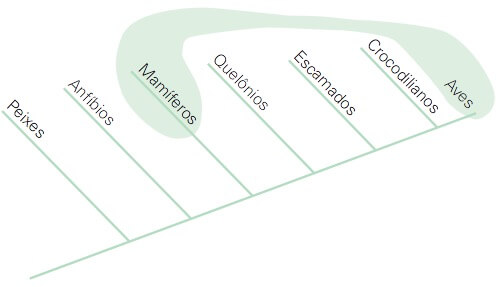 Cladograma de um grupo poli­filético.