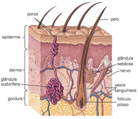 Imagem da pele humana especificando cada parte do sistema tegumentar.