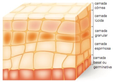 Imagem de uma pele humana evidenciando as camadas da epiderme