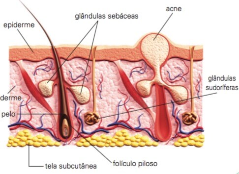 Glândulas sebáceas e sudoríferas