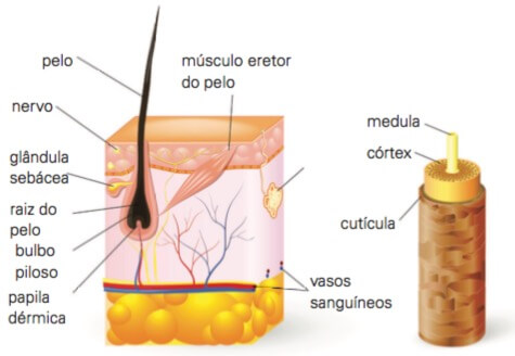 Anatomia do pelo.