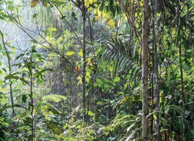 Floresta ombrófila aberta.