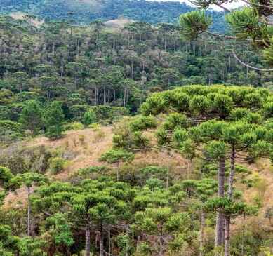 Mata das Araucárias.