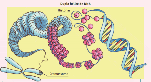 Cromossomos.