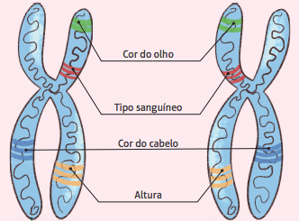 https://www.coladaweb.com/wp-content/uploads/2020/07/20200721-conceitos-genetica2-1.png