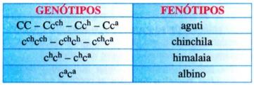 Tabela com os genótipos e seus respectivos fenótipos