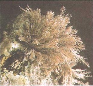 Alga vermelha coralina