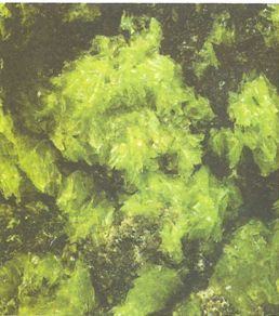Alga verde