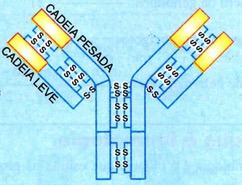 Estrutura de um anticorpo