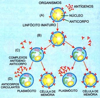 Como agem os antígenos e anticorpos.
