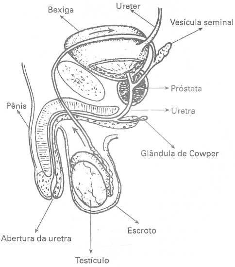 Aparelho reprodutor masculino