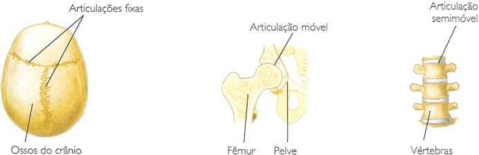 Articulações do esqueleto