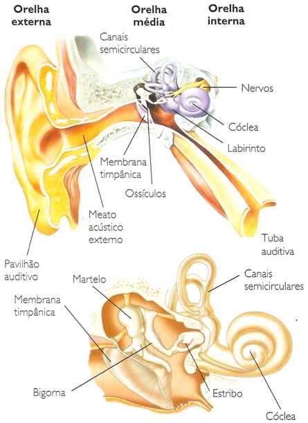 A orelha e a audição humana