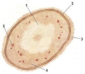 Estrutura de uma bactéria