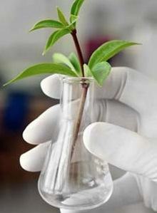 Planta em um cubo de ensaio - Biorremediação