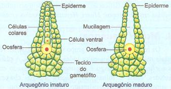 Arquegônio de uma briófita