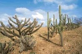 Caatinga