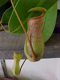 Planta carnívora Nepenthes