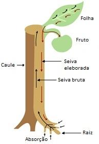 Funções do caule