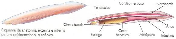 Exemplo de um cefalocordado, o anfioxo.