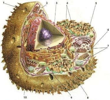 As partes de uma célula animal