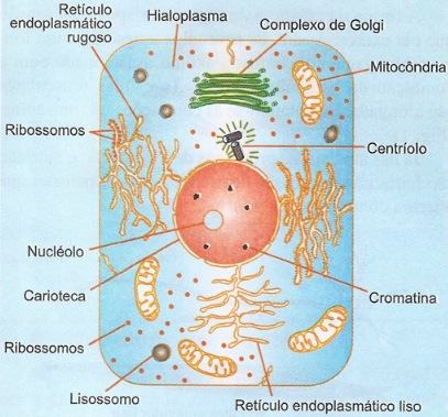 Organização de uma célula animal