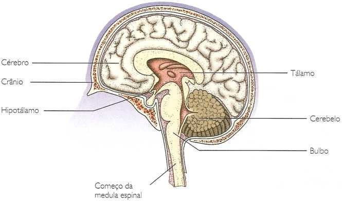 O Cérebro humano