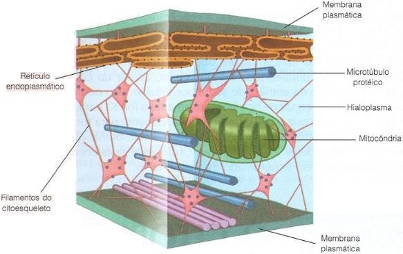 Estruturas do citoplasma