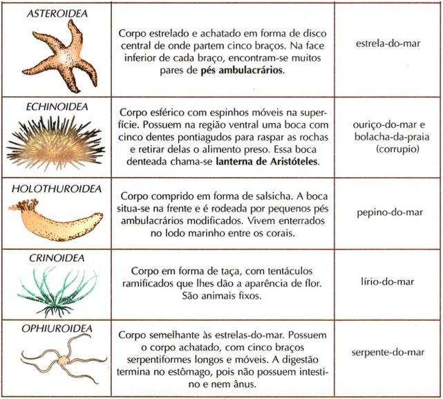 As classes de equinodermos